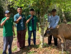PC GP Ansor Barito Timur Serahkan Bantuan Sapi Kurban ke Pengurus Masjid Nurul Huda Desa Lagan