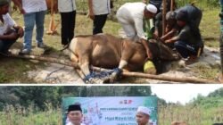 Kapolres Bartim Serahkan 13 Ekor Sapi dan 5 Ekor Kambing untuk Kurban di Polres