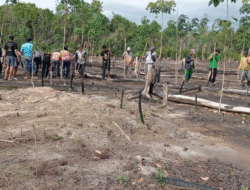 Petani Desa Siong Tanam Padi Gogo Varietas Lungkung 