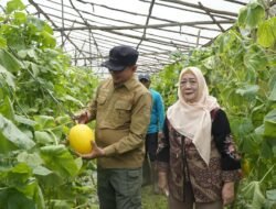 Bupati Bartim Panen Melon dan Sayuran di Desa Matabu, Dorong Penguatan Hortikultura Lokal