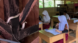 Ular Masuk Kelas SDN Lampeong, Kondisi Bangunan Jadi Sorotan