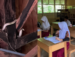 Ular Masuk Kelas SDN Lampeong, Kondisi Bangunan Jadi Sorotan